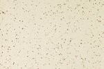 2082_Altro_Reliance_Icerink_D2514